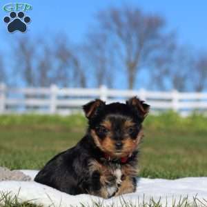 Marshall, Yorkie Puppy